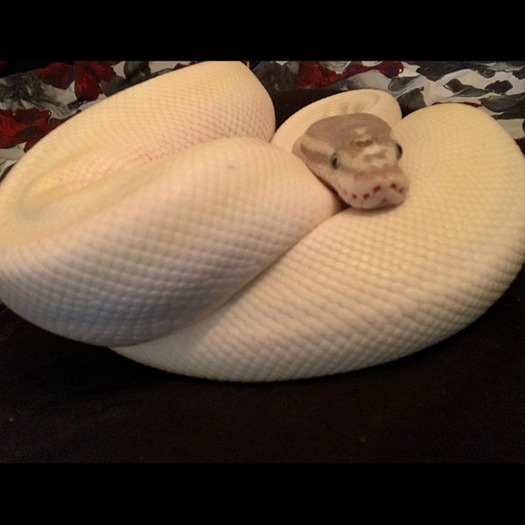 Meet your Posher, Jennifer - Picture 10 of 12